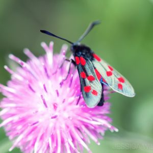 Moth Thistle