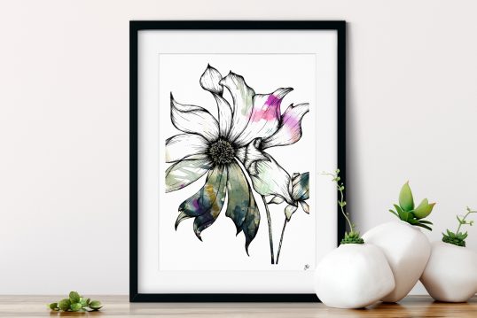 Clematis Floral Illustration