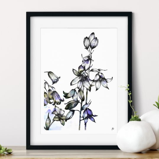 Bluebell floral illustration