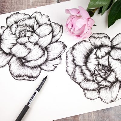 Sketchbook peony drawings by Jessica Wilde ©