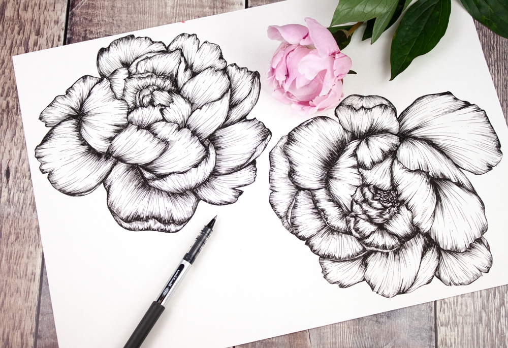 Sketchbook peony drawings by Jessica Wilde ©