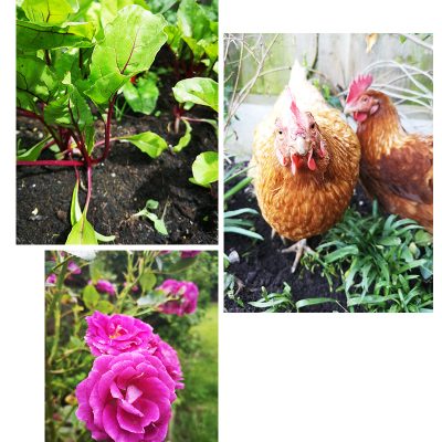 Biophilia & Gardening